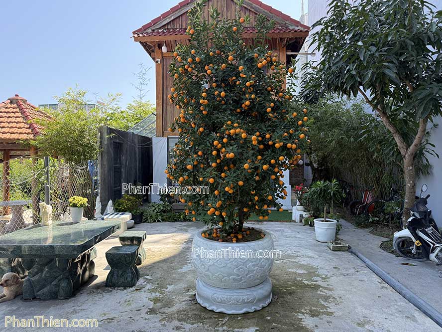 Chậu trồng cây bằng đá tự nhiên nguyên khối - CHAU-6