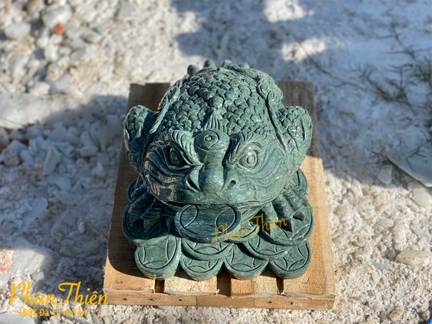 Thiềm Thừ Đá Xanh Ấn Độ (COC-08)
