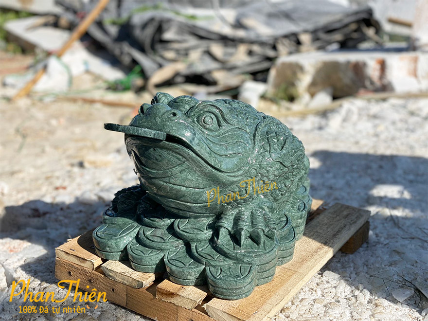 Thiềm Thừ Đá Xanh Ấn Độ (COC-08)